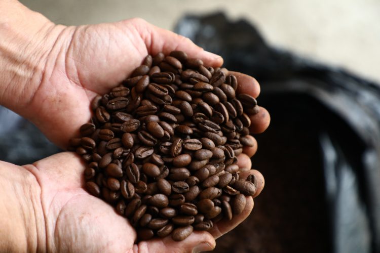 El Gobierno busca reactivar 50, 000 manzanas de café a nivel nacional. Foto / Diario El Salvador.
