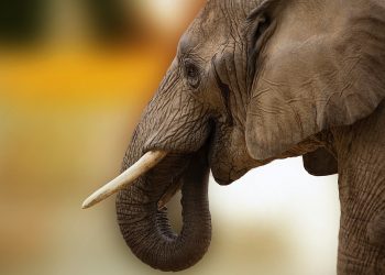 Rechazada por su manada, muere una cría de elefante en un zoo de Suecia