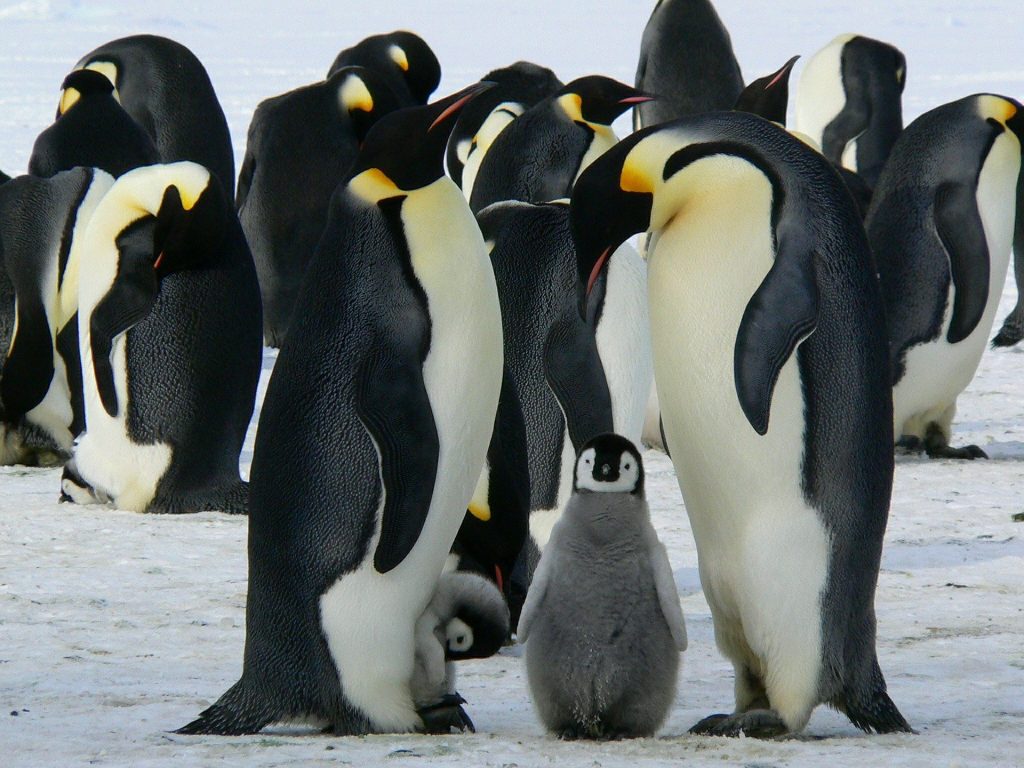 emperor penguins 429128 1920 1