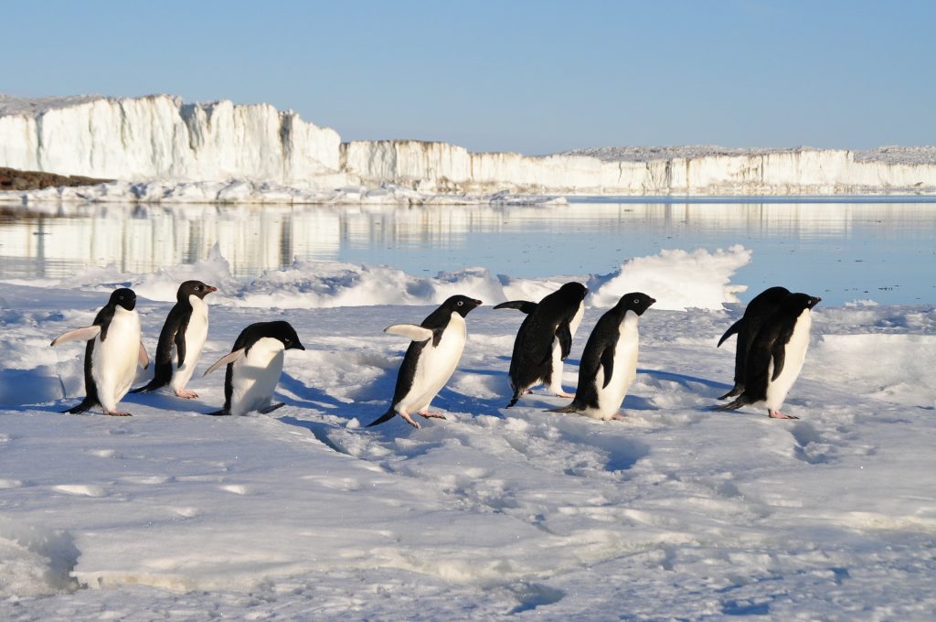 penguins 56097 1920