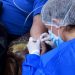 Colectas y rifas para pagar el tratamiento de covid-19 en Paraguay