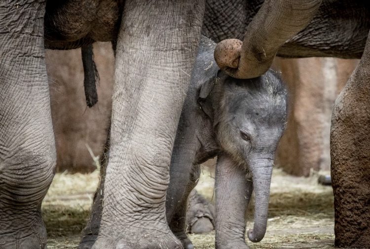 FOTO / AFP