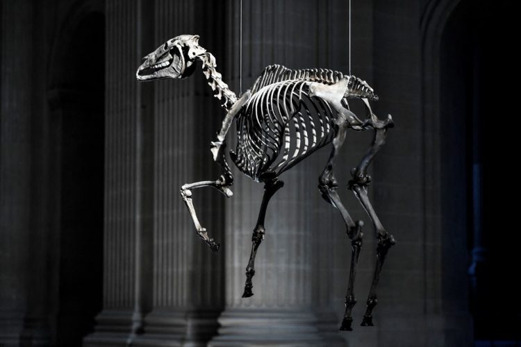 Esta fotografía tomada el 7 de mayo de 2021 muestra una creación titulada 'Marengo', un esqueleto en 3D del caballo de Napoleón que cuelga sobre la tumba de Napoleón por el artista francés Pascal Convert en el Hotel des Invalides. FOTO / AFP