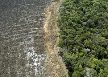 Deforestación récord en la Amazonía brasileña en abril