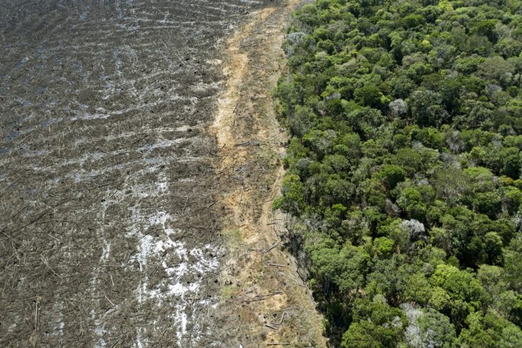 En esta foto de archivo tomada el 7 de agosto de 2020, imagen aérea de un área deforestada cerca de Sinop, estado de Mato Grosso, Brasil. FOTO / AFP