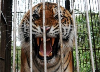 Buscan a tigre de Bengala que ronda por un vecindario de Texas, EE. UU.