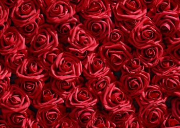 ¿Buscando regalos para mamá? Aquí te presentamos algunas opciones
