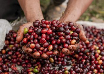 «Gracias a los diputados de la Nueva Asamblea Legislativa, más de 7,000 productores de café serán beneficiados»: David Martínez, ministro de Agricultura