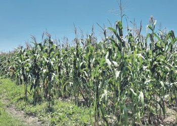 Buscan aprovechar más los humedales durante época seca