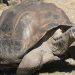 Encuentran tortuga en islas Galápagos que se creía extinta