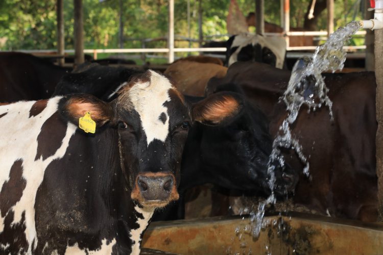 En la «Ganadería
Carpio» utilizan la
tecnificación para
mayor producción
de leche. Foto: René Estrada.