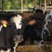 De la ganadería artesanal a la tecnificación de la leche en El Salvador