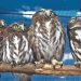 Clínica del MARN atendió 623 animales silvestres en los primeros meses de 2021