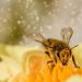 Día Mundial de las Abejas: pioneras para la supervivencia de los ecosistemas