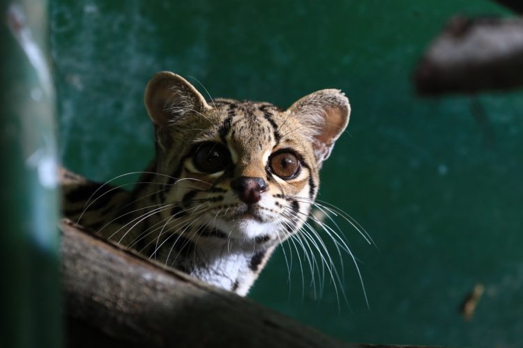 LAGEO, como parte de su plataforma de valores y la conciencia que tiene en la protección de la vida silvestre, creó en el 2005, el Centro de Rescate de Fauna Silvestre «Georesguardo».

Foto / Luis Umaña