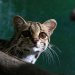 Los georesguardos, el hogar de animales silvestres en peligro de extinción