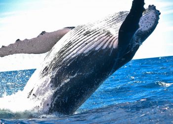 Una ballena gris extraviada aparece en el Mediterráneo francés