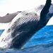 Una ballena gris extraviada aparece en el Mediterráneo francés