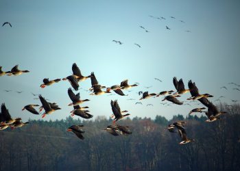 Día Mundial de las Aves Migratorias: conectando con la naturaleza