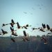 Día Mundial de las Aves Migratorias: conectando con la naturaleza