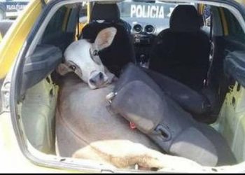 Encuentran una vaca en un automóvil durante un operativo policial en México