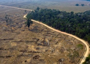 Deforestación en Amazonía brasileña alcanza récord al avanzar 41% en mayo