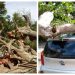 Caída de árbol en balneario de Ilopango deja daños en cuatro vehículos