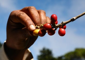 Cafetaleros prevén producción de un millón de quintales en 2022