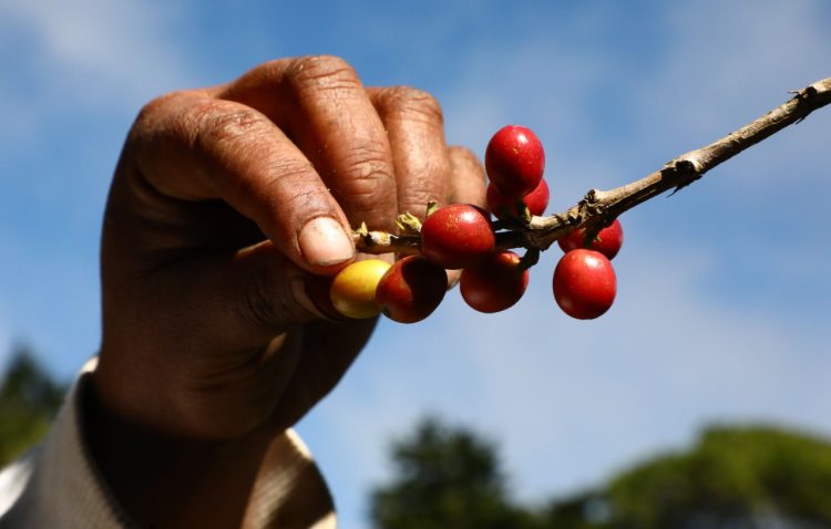 El café salvadoreño se exporta principalmente a Estados Unidos, Italia, Reino Unido y Alemania./Foto Diario El Salvador
