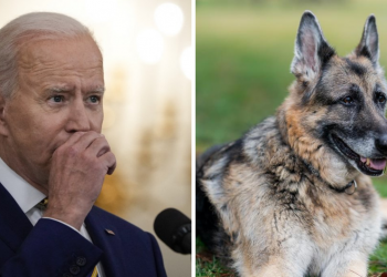 Muere «Champ», el perro del presidente de Estados Unidos, Joe Biden