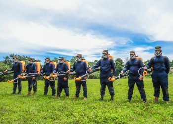 Ministerio de Agricultura despliega por tercer día consecutivo campaña de control de plaga de langostas