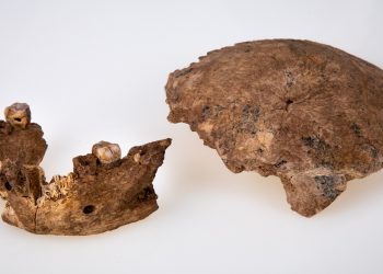 Encuentran en Israel nueva especie de hombre prehistórico