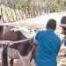 Ganaderos de Ahuachapán son capacitados para mejorar producción
