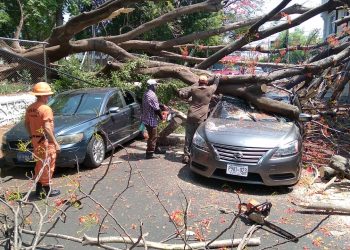 Caída de árbol causa daños en casas y automóviles en San Miguel