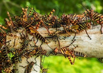 MAG despliega controles por brote de langosta voladora Tropidacris dux