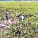 La alcaldía y comunidades llevan a cabo limpieza en laguna de Metapán