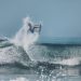 Ya hay once clasificados a Juegos Olímpicos de Tokio 2020 del Surf City El Salvador