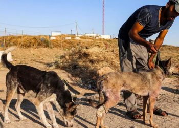La muerte de mascotas en ataques israelíes otro trauma para los niños de Gaza