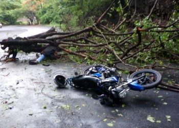 Fallece motociclista al caerle una rama de árbol en carretera Litoral