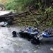 Fallece motociclista al caerle una rama de árbol en carretera Litoral