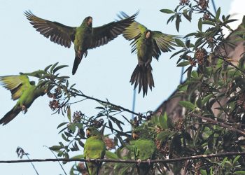 Fotogalería: Conozca las aves urbanas del Gran San Salvador