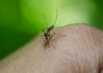 Un estudio sobre el dengue en Indonesia aporta esperanzas para contener el virus