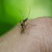 Un estudio sobre el dengue en Indonesia aporta esperanzas para contener el virus