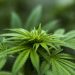 Corte Suprema de México despenaliza el uso lúdico de la marihuana