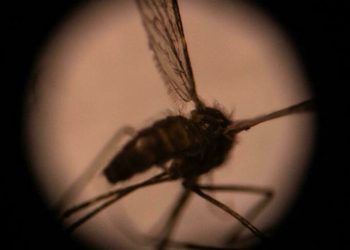 China ha erradicado la malaria después de 70 años de lucha