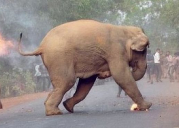 Un elefante en India mató a 16 personas en dos meses