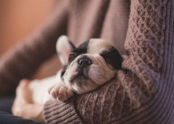 Los genes guían a los perros en su socialización con humanos