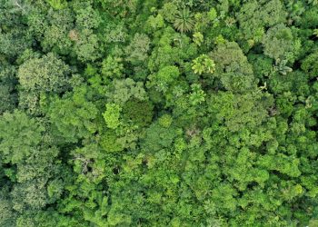 Colombia perdió en 2020 un área de bosque más grande que su capital