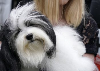 El mundo celebra este día a su mejor amigo: el perro