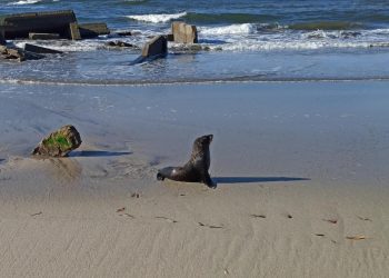 ¡Cuando calienta el sol aquí en la playa! Lobo marino es captado en zona costera de El Salvador